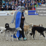 The Best Pet Conferences and Expos to Attend This Year in the United States