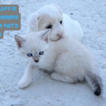 How Technology is Helping Pet Owners Monitor Their Pet’s Health