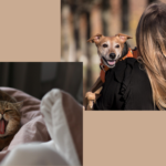 The Most Popular Pet Activities in 2026 pet