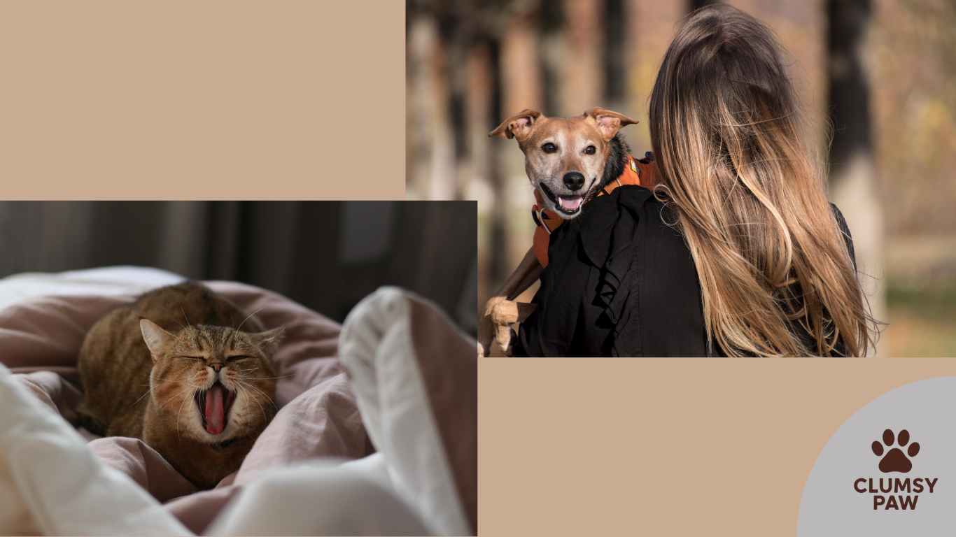 The Most Popular Pet Activities in 2026 pet