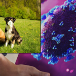 How COVID-19 Changed the Way We Care for Our Pets