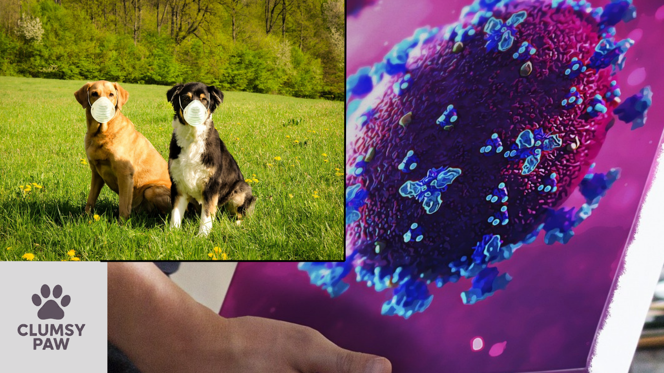 How COVID-19 Changed the Way We Care for Our Pets