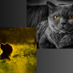 How Pet Owners Are Embracing Sustainable Practices in the United States