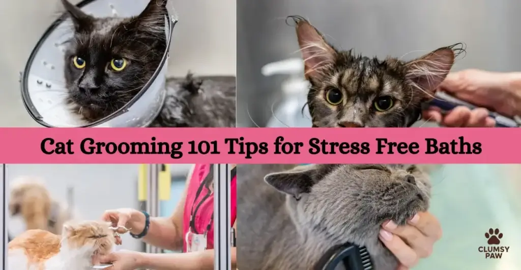 Cat Grooming 101 Tips for Stress Free Baths Cat Grooming 101 Tips