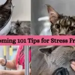 Cat Grooming 101 Tips for Stress Free Baths Cat Grooming 101 Tips