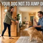 Training Your Dog Not to Jump on Guests