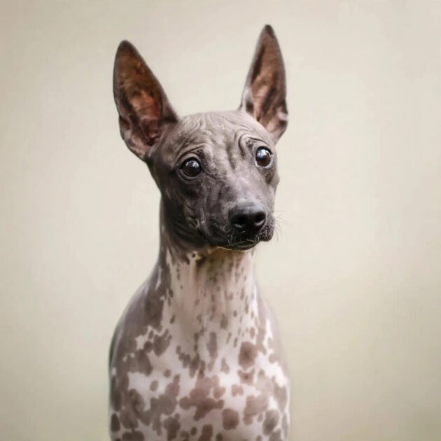 American hairless terrier with smooth hairless skin, a hypoallergenic dog breed
