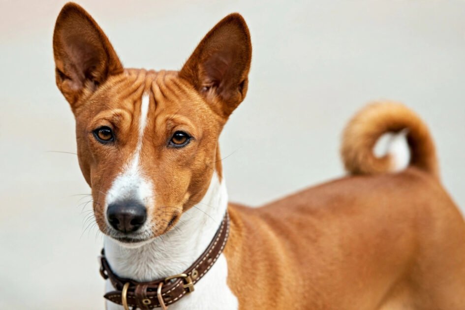 Basenji with short sleek coat and curled tail, a hypoallergenic dog breed