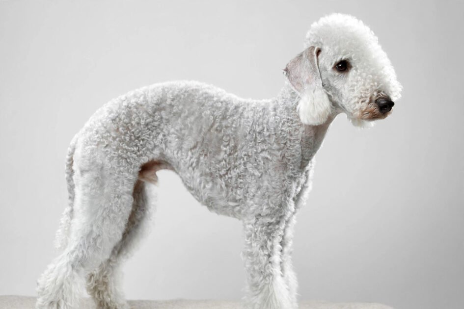 Bedlington terrier with lamb-like curly coat, a hypoallergenic dog breed