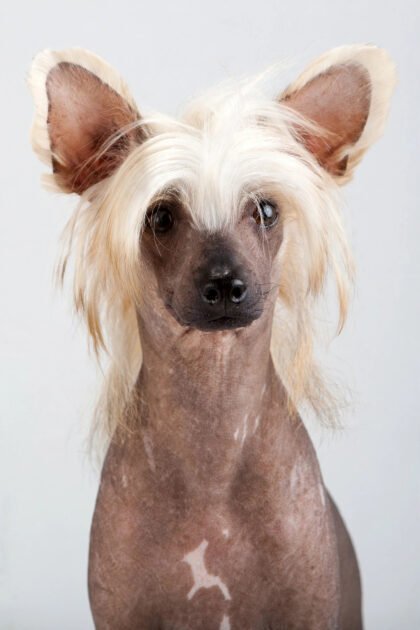 Chinese crested dog, hairless with silky crest on head, a hypoallergenic dog breed