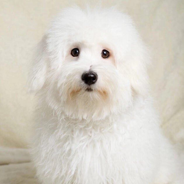 Coton de tulear with cotton-like fluffy white coat, a hypoallergenic dog breed