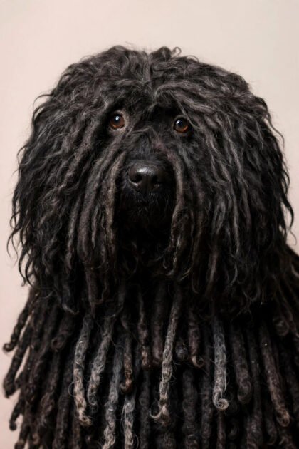 Black puli with corded dreadlock-like coat, a hypoallergenic dog breed