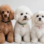 28 Hypoallergenic Dog Breeds