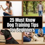 Dog Training Tips for Beginners