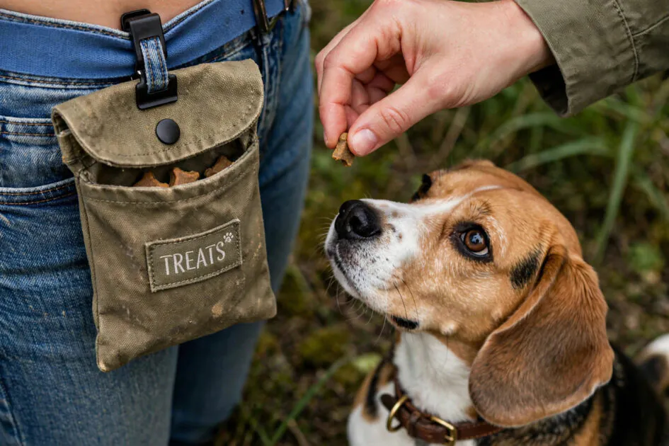 Close-up of a treat pouch clipped to a woman's waistband while she rewards a sitting beagle