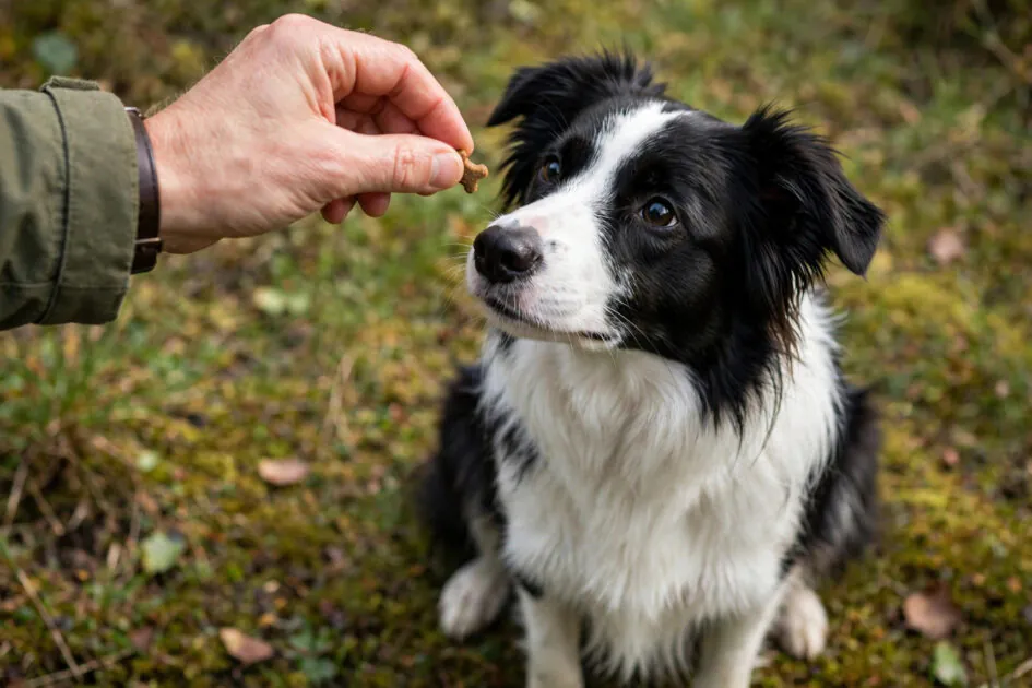 Owner rewarding a sitting border collie with a treat the moment it sits during home training